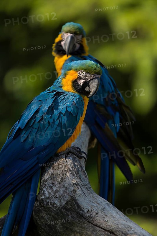 Two blue-and-yellow macaw (Ara ararauna) sitting on a branch with green vegetation in the background. Bright sunlight