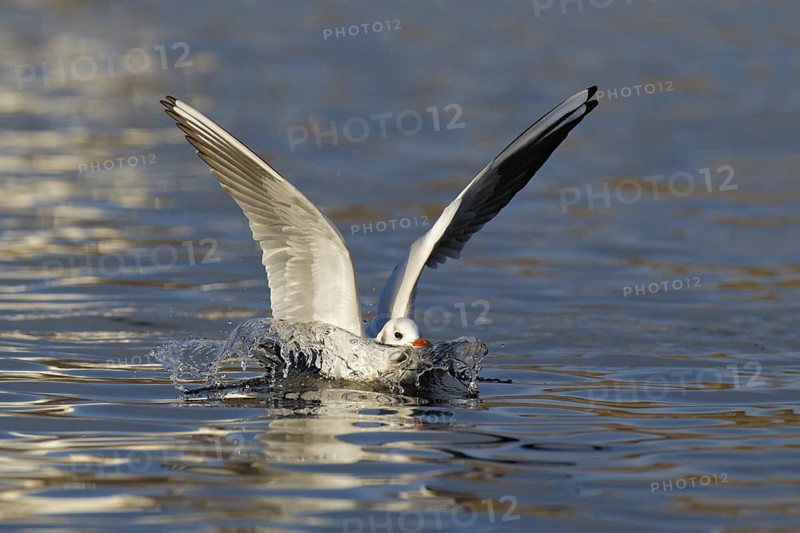 Black-headed Gull (Chroicocephalus ridibundus) flying, Berlin, Germany