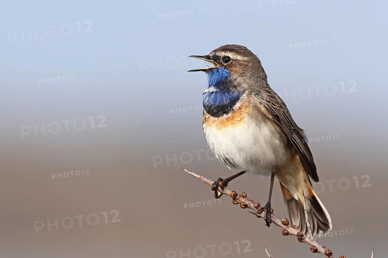 Bluethroat (Luscinia svecica cyanecula) male singing, Texel, Netherlands