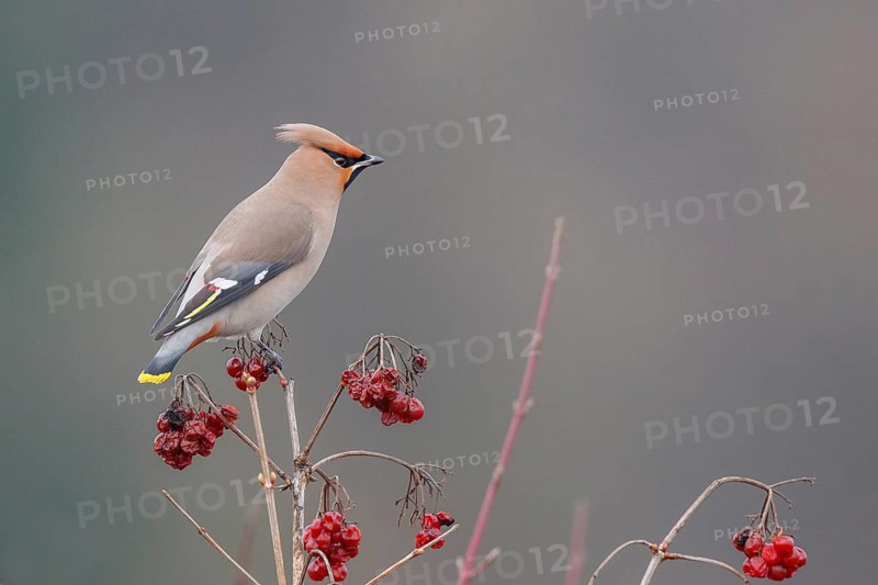 Bohemian Waxwing (Bombycilla garrulus), North Rhine-Westphalia, Germany