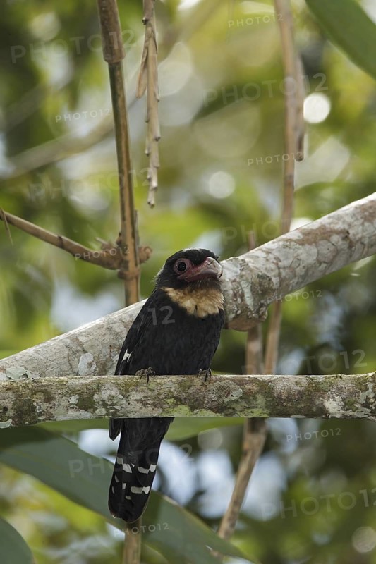 Dusky Broadbill (Corydon sumatranus), Fraser's Hill, Malaysia