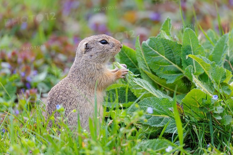 An adult ground squirrel (Spermophilus citellus) eats leaves and flowers on a cloudy day in a green meadow with tall vegetation. Austria