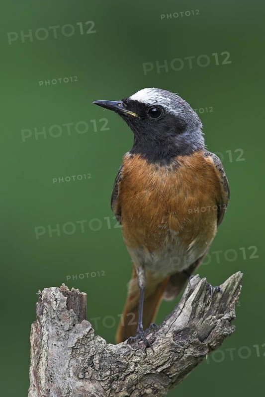 Common Redstart (Phoenicurus phoenicurus) male, Baden-Wuerttemberg, Germany