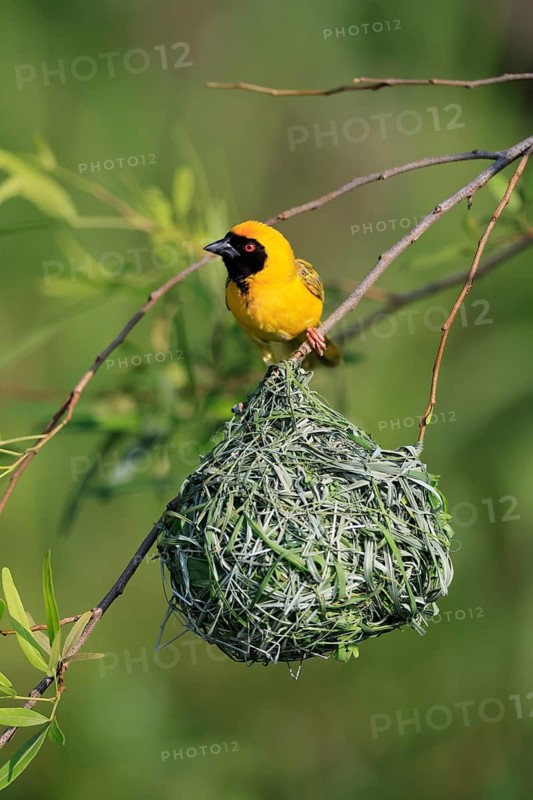 Masked Weaver (Ploceus velatus), adult, male, at the nest, alert, Pilanesberg National Park, North West Province, South Africa