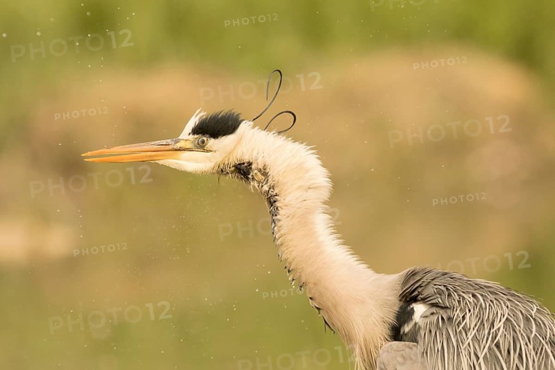 Grey Heron (Ardea cinerea), Serbia