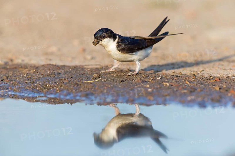 Mehlschwalbe, House Martin, Common House-Martin, Common House Martin, Northern House-Martin, Delichon urbica, Hirondelle de fenêtre, Avión Común