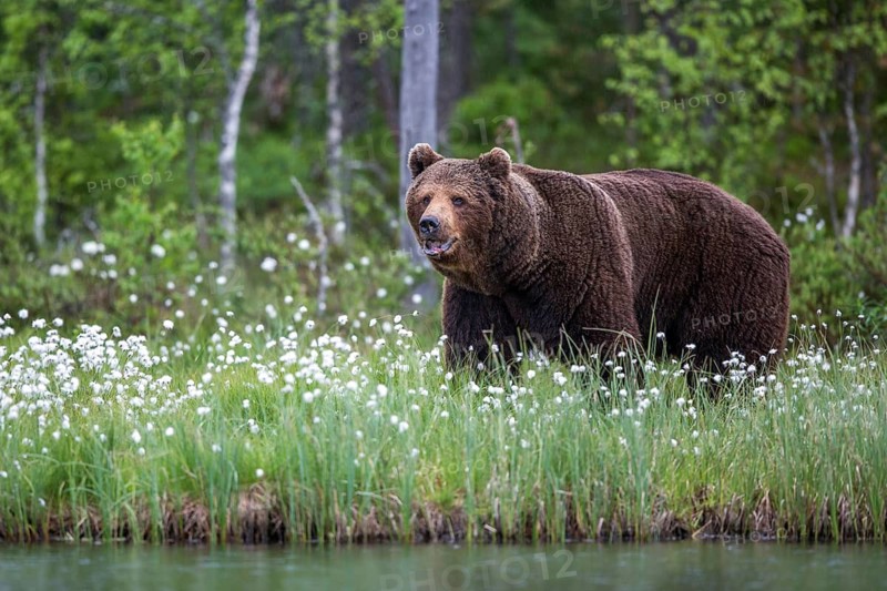 European brown bear (Ursus arctos), Europe, Scandinavia, Finland