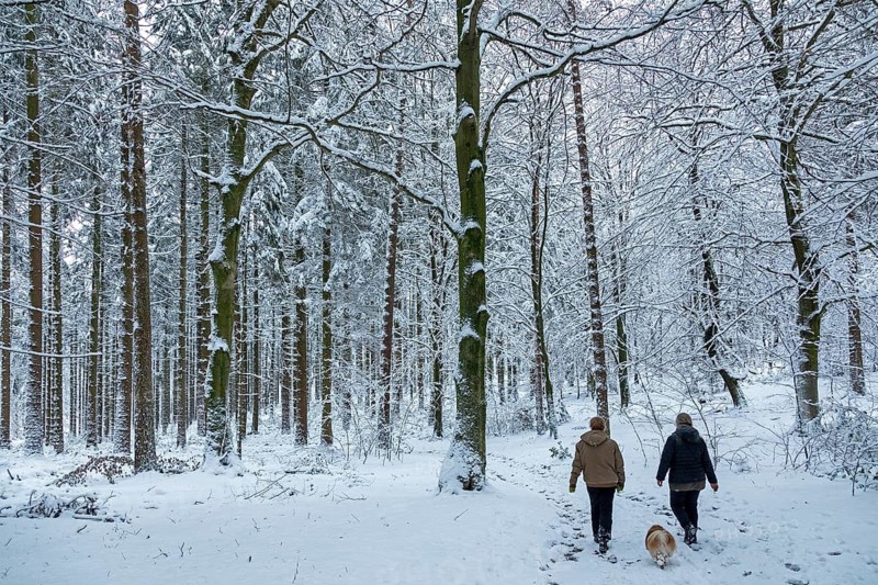 Two woman taking a walk with a dog through a snowy forest, winter, snow, Sieversen, Samtgemeinde Rosengarten, Lower Saxony, Germany