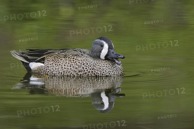Blue-winged Teal (Spatula discors) male, Florida, USA