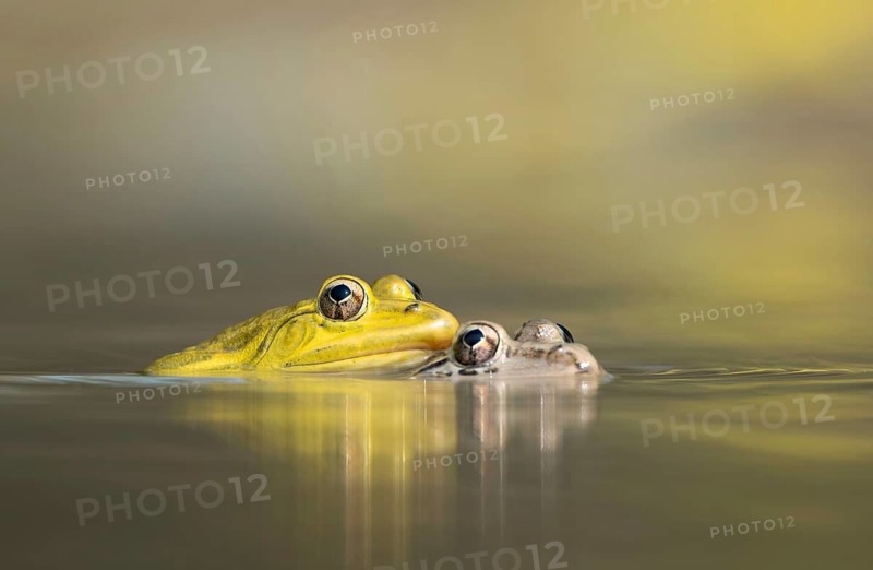 Male and female Indian bullfrog (Hoplobatrachus tigerinus) in a pond, sreepur, Gazipur, bangladesh