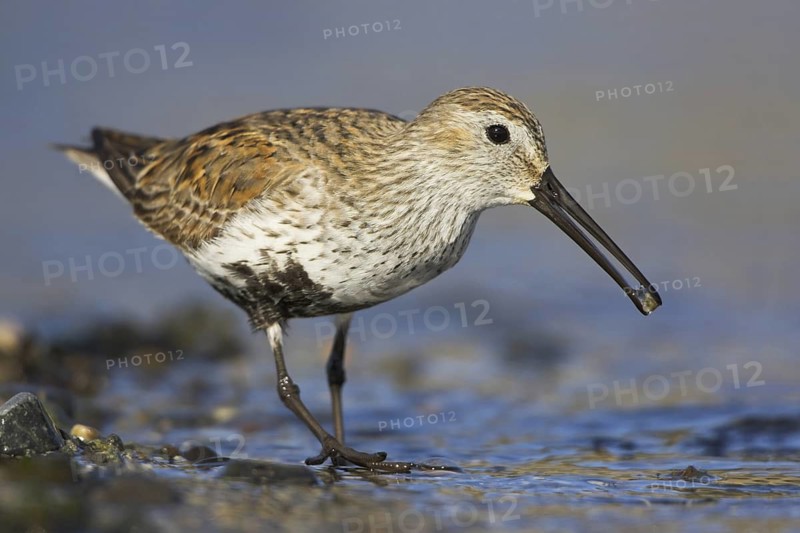 Dunlin (Calidris alpina), British Columbia, Canada