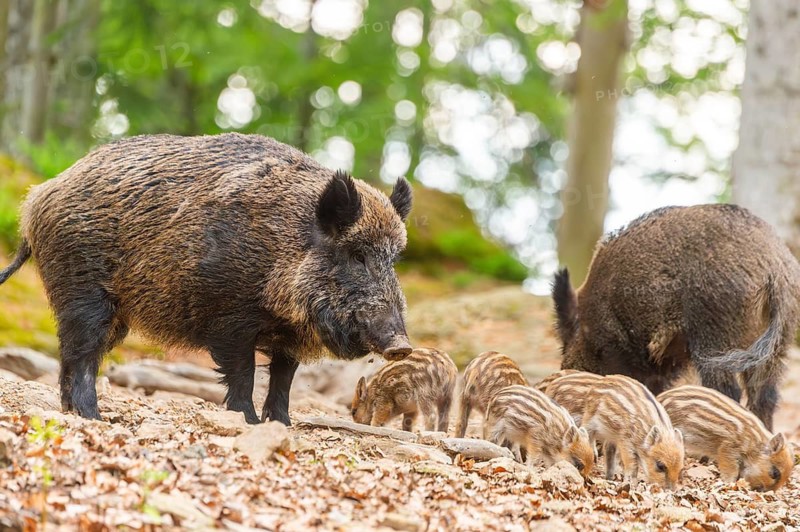 Wild boar (Sus scrofa) mother with her piglets (Squeaker) in a forest, Bavaria, Germany