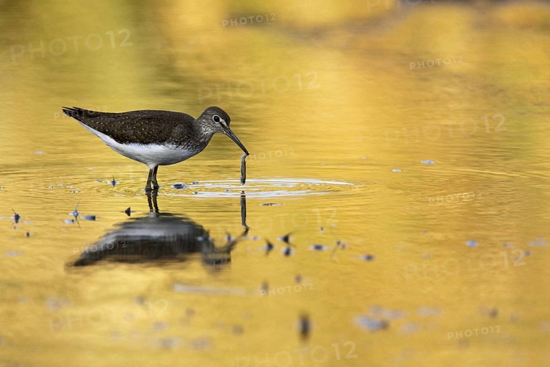 Green Sandpiper (Tringa ochropus), Castile-La Mancha, Spain