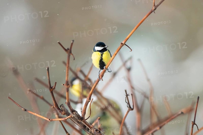 Great tit (Parus major) sitting on a branch, Bavaria, Germany