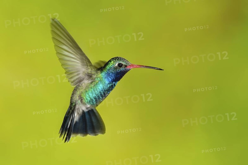 Broad-billed Hummingbird (Cynanthus latirostris), Arizona, USA