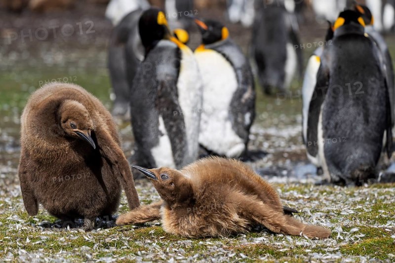 King penguin (Aptenodytes patagonicus), two chicks in brown down plumage in the colony, adults in the background, Volunteer Point, Falkland Islands