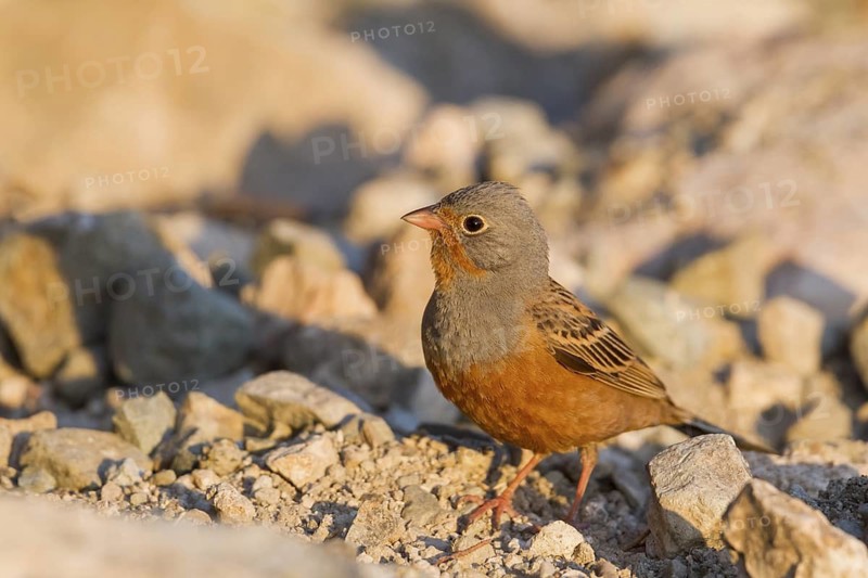 Cretzschmar's Bunting - Grauortolan - Emberiza caesia, Cyprus, adult male