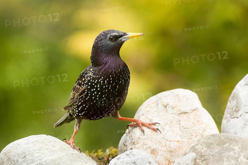 Common Starling (Sturnus vulgaris), Bavaria, Germany