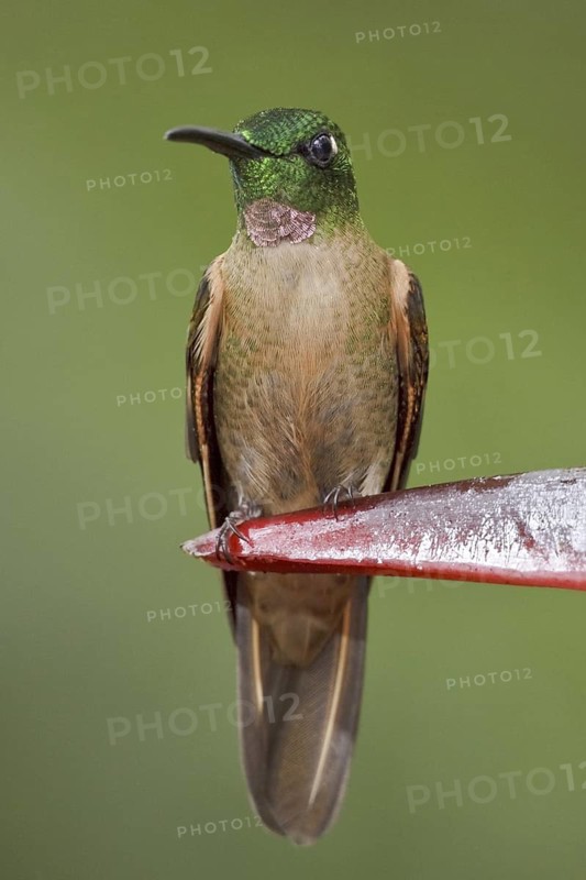Fawn-breasted Brilliant (Heliodoxa rubinoides), Ecuador