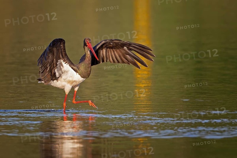 Black Stork (Ciconia nigra) foraging, Saxony-Anhalt, Germany