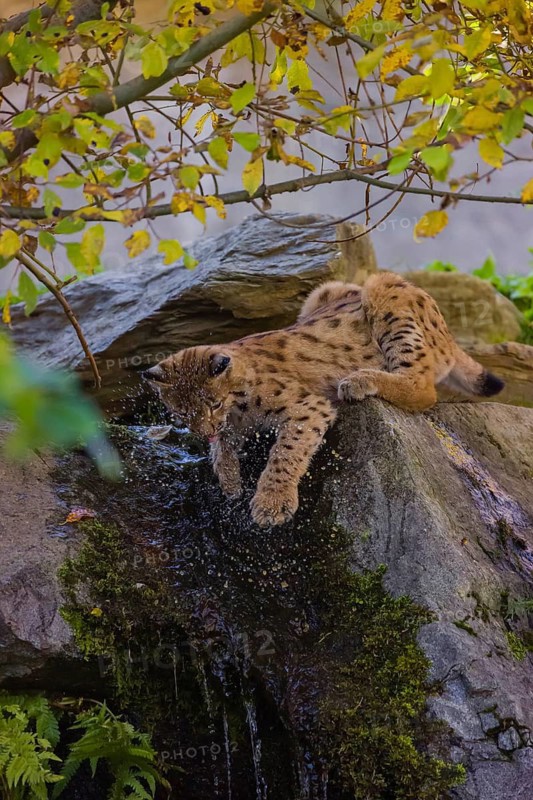 A Eurasian lynx (Lynx lynx) plays in the water above a small waterfall