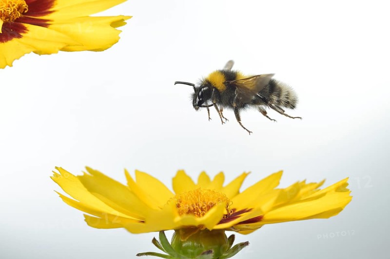 Garden bumblebee (Bombus hortorum) in flight on the flowers of the maiden's eye (Coreopsis lanceolata)