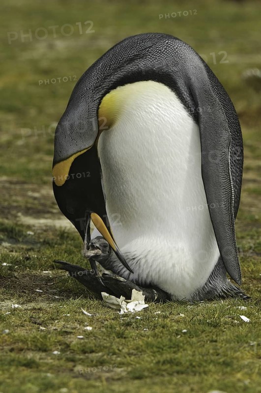 King Penguin (Aptenodytes patagonicus), Falkland Islands
