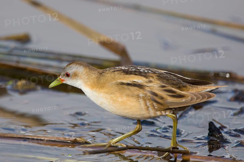 Little Crake (Porzana parva) female foraging, Greece