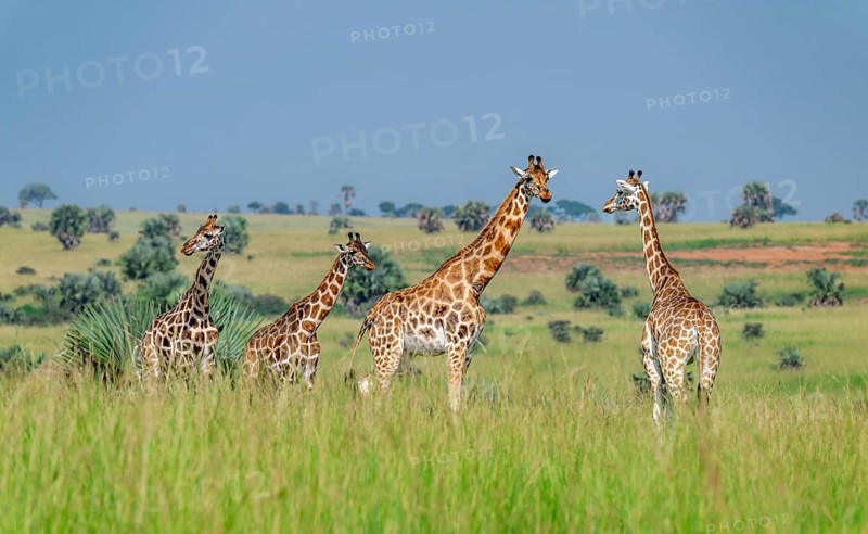 Rothschild's giraffes (Giraffa camelopardalis rothschildi) in green grass, Murchison Falls National Park, Uganda