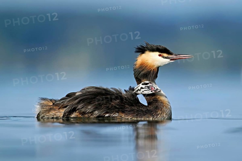 Great Crested Grebe (Podiceps Scalloped ribbonfish), with chicks in plumage swimming in the water, Lake Zug, Canton Zug, Switzerland