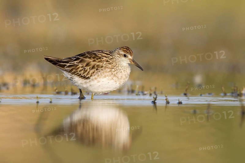 Sharp-tailed Sandpiper (Calidris acuminata), Victoria, Australia