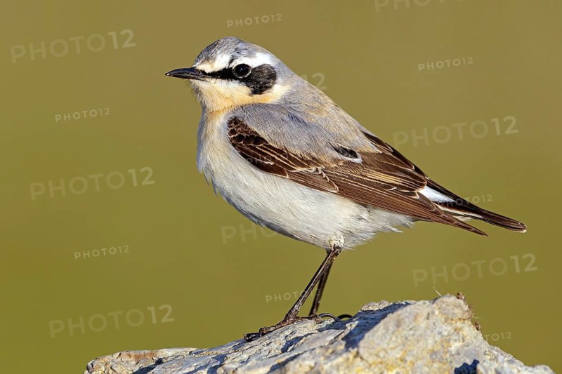 Wheatear, (Oenanthe oenanthe), biotope, habitat, animals, birds, family of passerines, perch, Lesbos, Lesbos Island, Greece