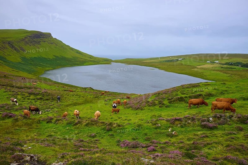 Cows grazing on a green hill meadow next to a calm lake under a cloudy sky, Loch Mor Viewpoint, Loch Mor, Isle of Skye, Scotland, United Kingdom, United Kingdom