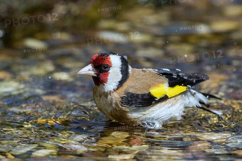European Goldfinch (Carduelis carduelis) male bathing in a little stream, Mecklenburg-Western Pomerania, Germany