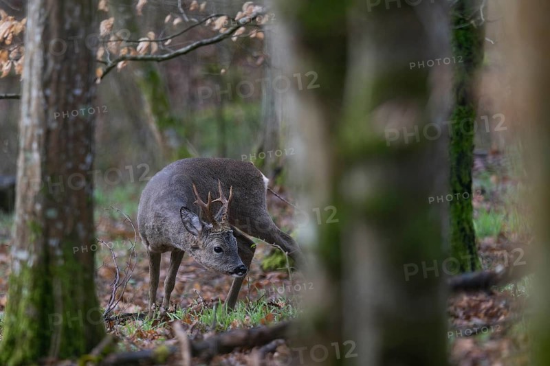 Roebuck in spring, Bitburg, Rhineland-Palatinate, Germany