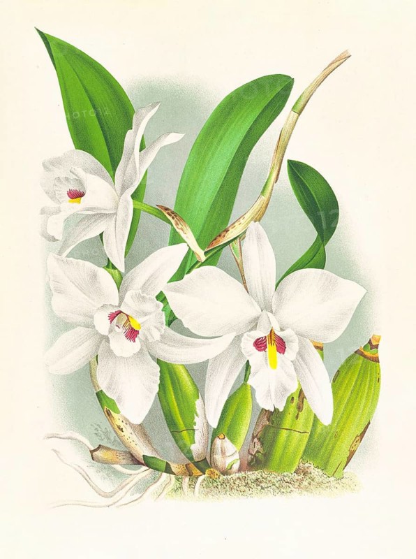 Orchid, Laelia anceps var hyeana, authentic reproduction of an illustration by Jean Jules Linden (1817 - 1898), Luxembourgish-Belgian botanist, one of the fathers of orchid research, Historical