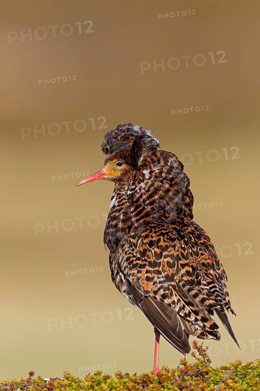 Ruff, (Philomachus pugnax), animals, birds, plumage during mating season, snipe bird, courtship, male, mating behaviour, mating season, Varanger, Finnmark, Norway
