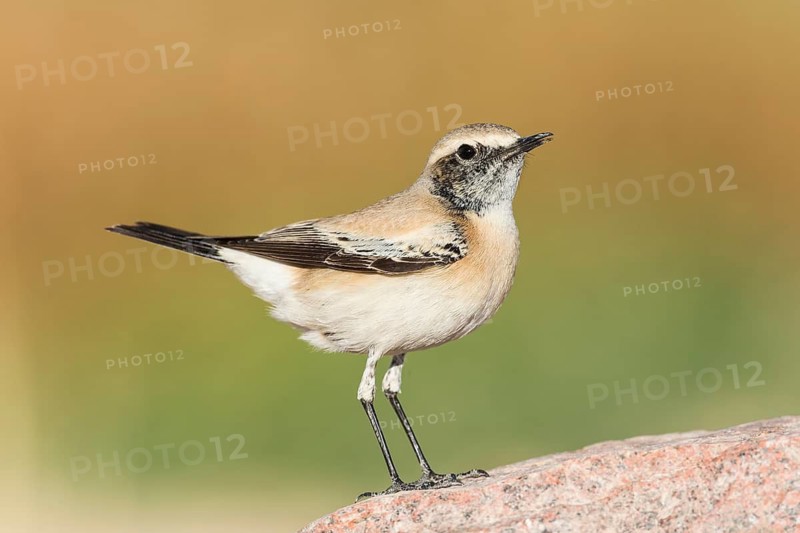 Desert Wheatear (Oenanthe deserti homochroa) Eilat, Israel