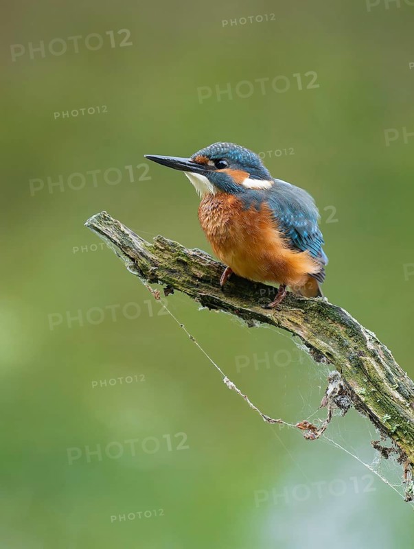 Kingfisher (Alcedo atthis) sitting on an old branch, perch and looking for prey, Lower Saxony, Germany