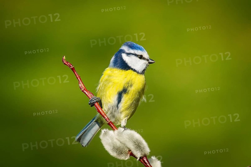 Blue tit (Cyanistes caeruleus) Blue Tit • Baden-Württemberg, Germany, Baden-Württemberg, Federal Republic of Germany