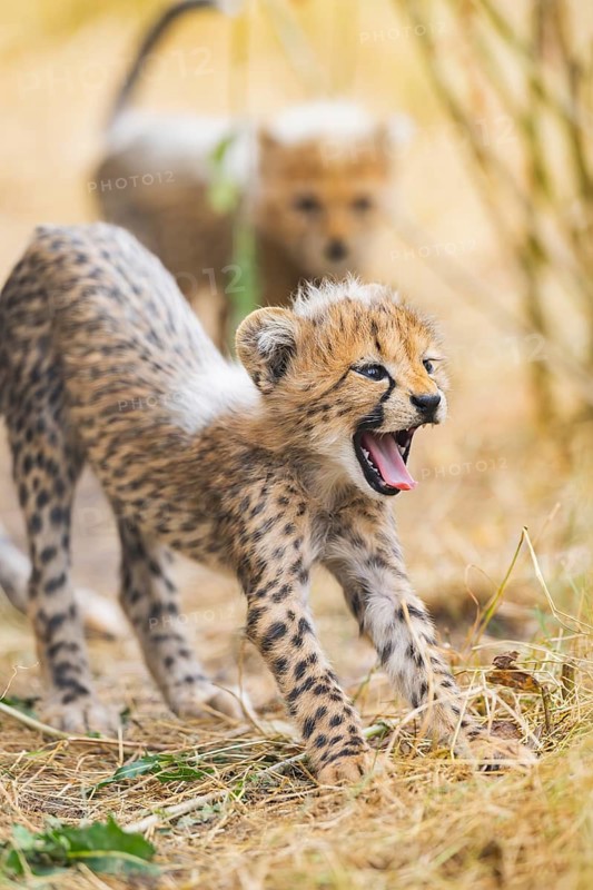Cheetah (Acinonyx jubatus) youngster stretches and yawns, captive, occurrence Africa