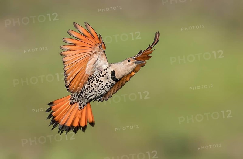Northern Flicker (Colaptes auratus) female flying, British Columbia, Canada
