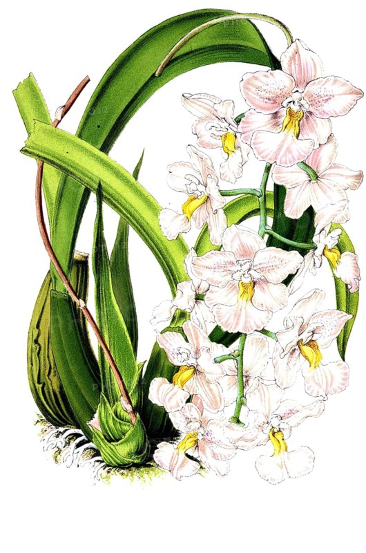 Odontoglossum citiosmum var rosellum, orchid species, orchid, plant and flower, digitally reworked reproduction of an original from the 19th century