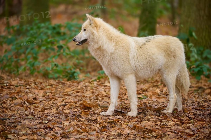 A wolf stands in an autumnal forest on a blanket of leaves, Arctic wolf (Canis lupus arctos), Germany