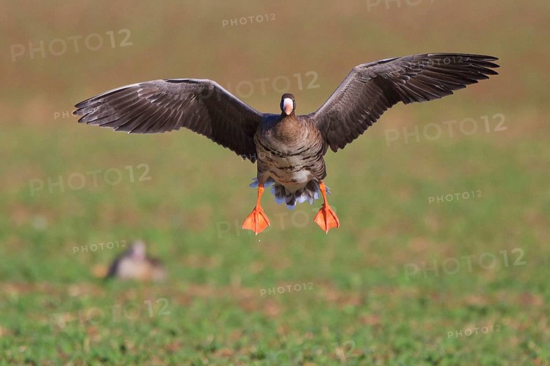Greater White-fronted Goose (Anser albifrons) flying, North Rhine-Westphalia, Germany