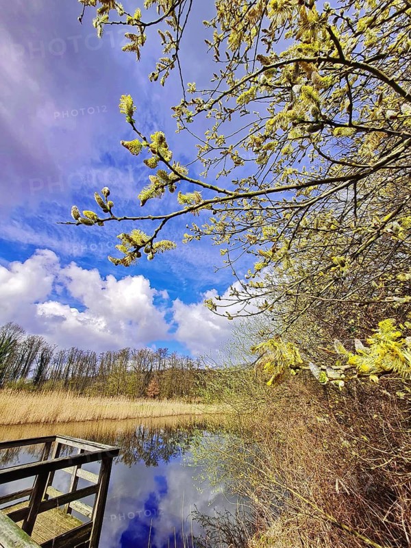 Flowering branches of willow (Salix) in front of a bright blue sky over a body of water in spring, Nettetal North Rhine-Westphalia Lower Rhine