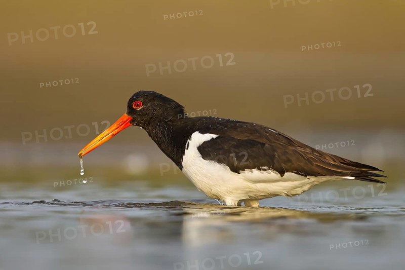 Eurasian Oystercatcher (Haematopus ostralegus) female, North Rhine-Westphalia, Germany