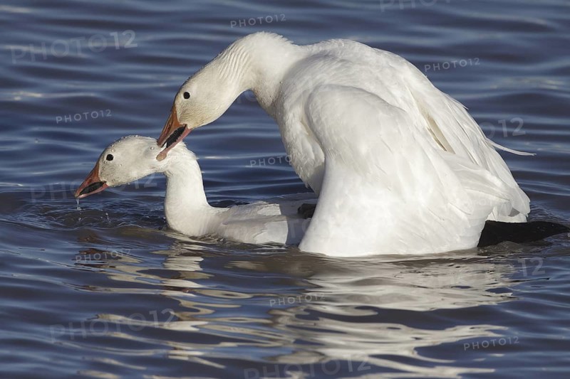 Snow Geese mating - Bosque del Apache, NWR