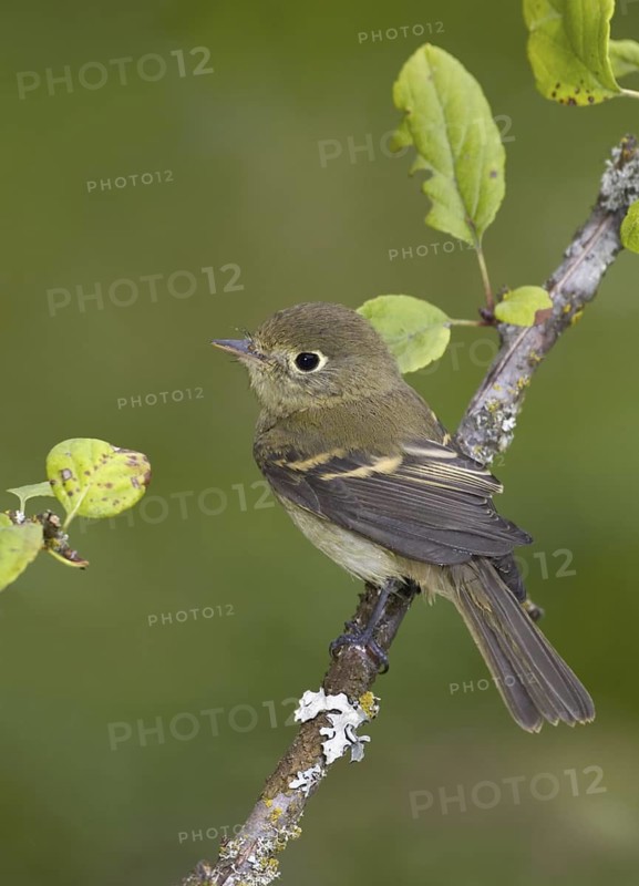 Pacific-slope Flycatcher (Empidonax difficilis), British Columbia, Canada
