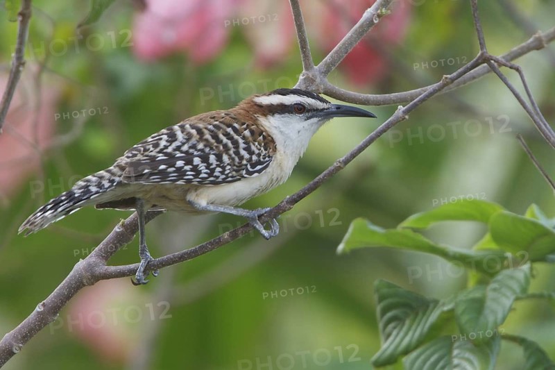 Rufous-naped Wren (Campylorhhynchus rufinucha) perched on a branch in Costa Rica, Central America